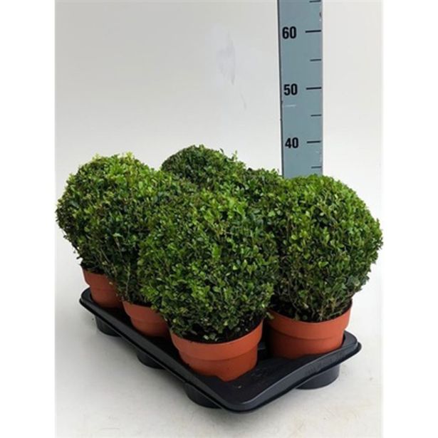 PUŠPAN KROGLA 18-20 L17