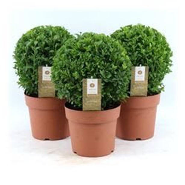 PUŠPAN KROGLA 20 CM L17