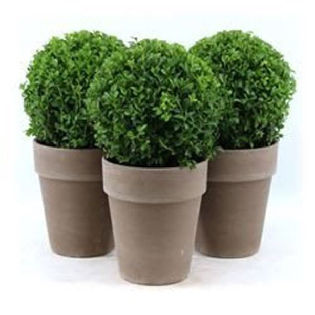 PUŠPAN KROGLA 20 CM L17