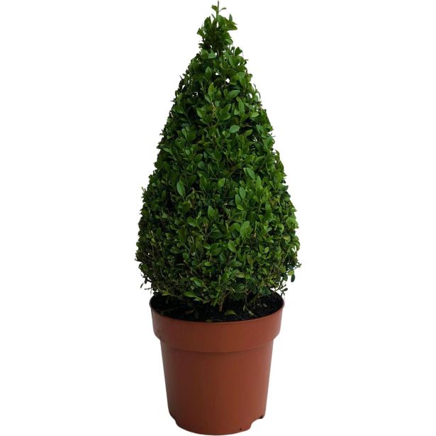 PUŠPAN PIRAMIDA L19