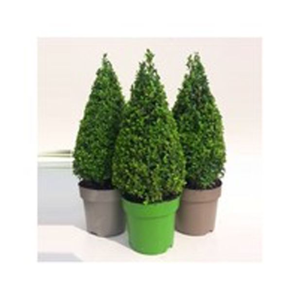 PUŠPAN PIRAMIDA L23