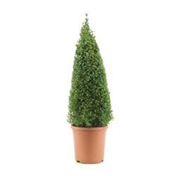 PUŠPAN PIRAMIDA L23