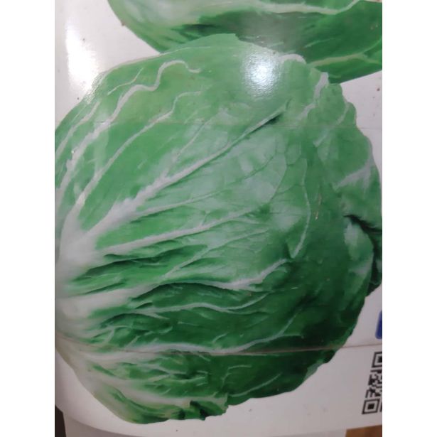 LISTNA ZELENJAVA L'ORTO FRUTTIFERO RADIČ DI CHIOGGIA 8/1 BIANCA INVERNALE KULTIPAK