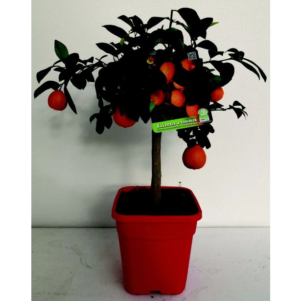 MEDITERANSKE RASTLINE RDEČA LIMONA L20