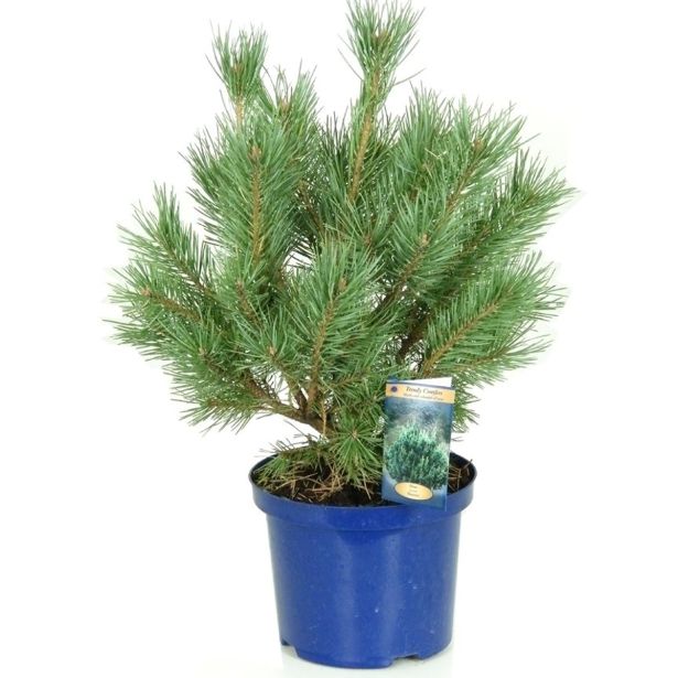 IGLAVEC RDEČI BOR WATERERI L23