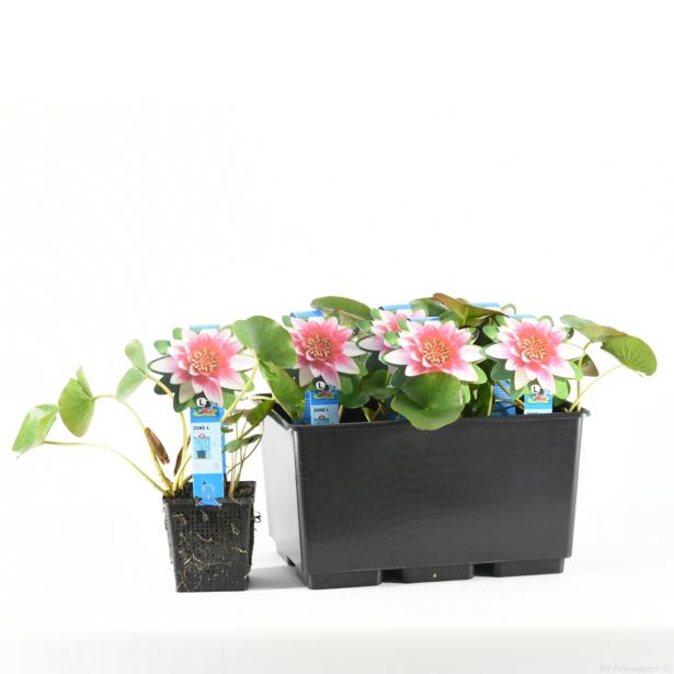 VODNE RASTLINE RDEČI LOKVANJ L11