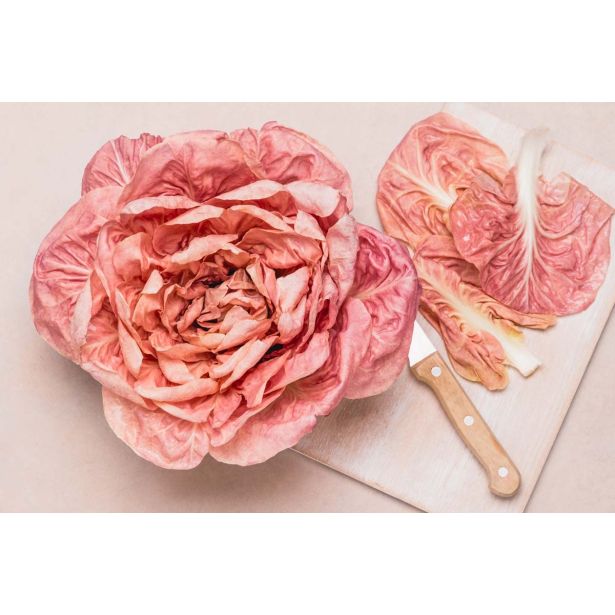 LISTNA ZELENJAVA L'ORTO FRUTTIFERO RDEČI RADIČ 8/1 ROSALBA KULTIPAK