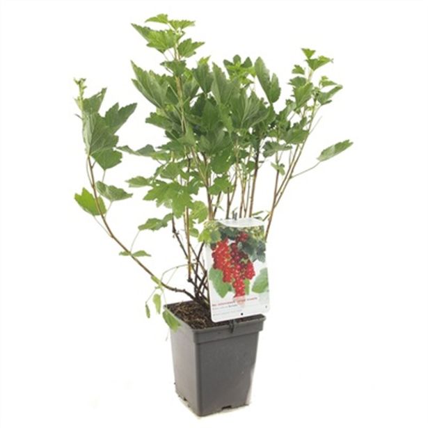 RIBEZ RDEČI ROVADA L18