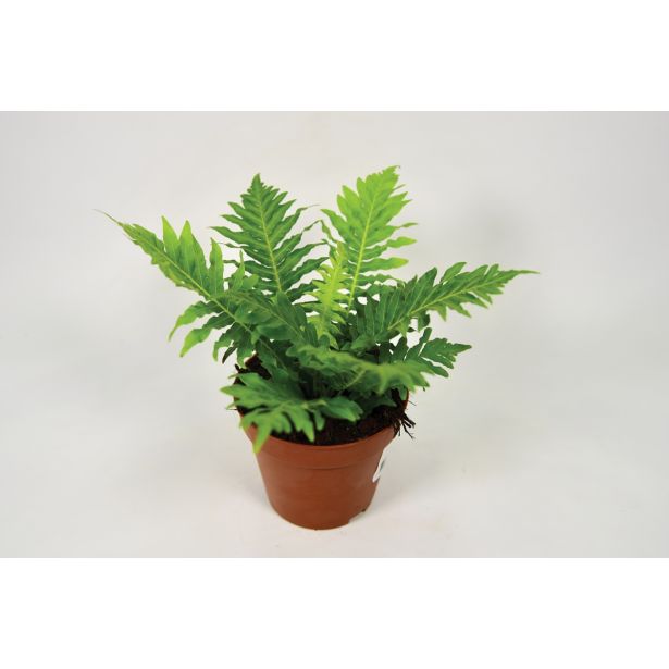 PRAPROT REBRENJAČA SILVER LADY 12 BLECHNUM GIBBUM SILVER