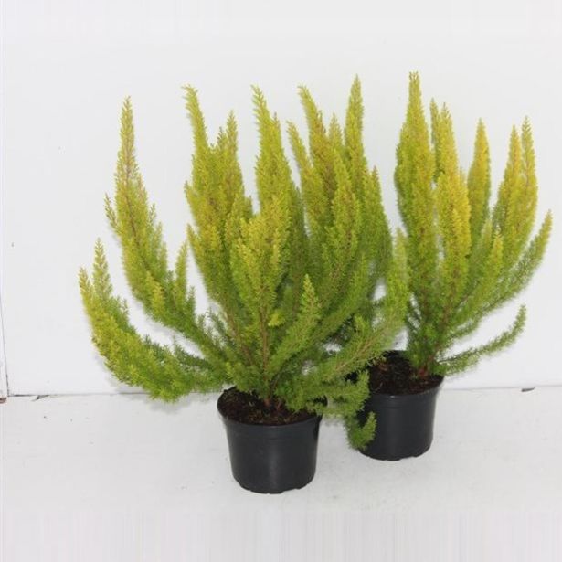 JESENSKA VRESA ALBERTS GOLD L11