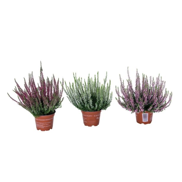 RESA CALLUNA MIX GARDEN GIRL