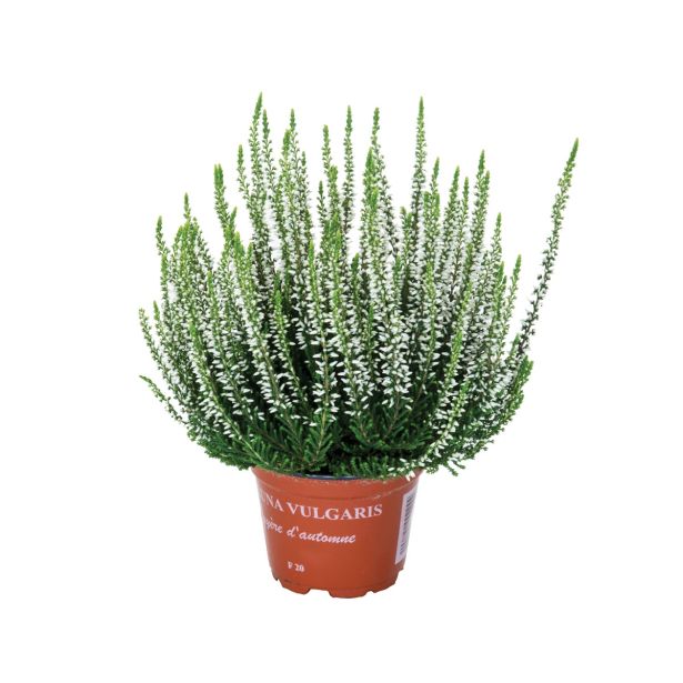 RESA CALLUNA MIX GARDEN GIRL