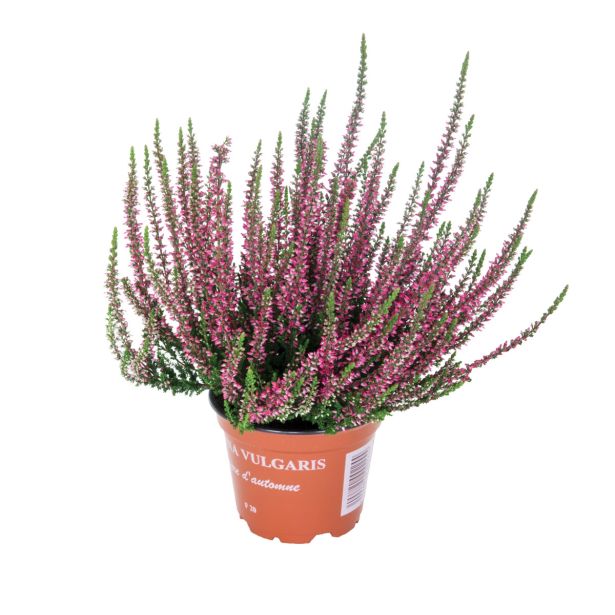 RESA CALLUNA MIX GARDEN GIRL
