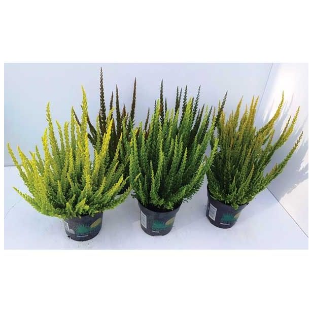 RESA CALLUNA SKYLINE MIX L10.5