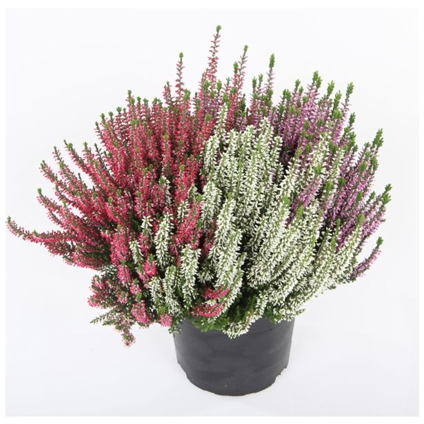 RESA CALLUNA TRIO GIRLS