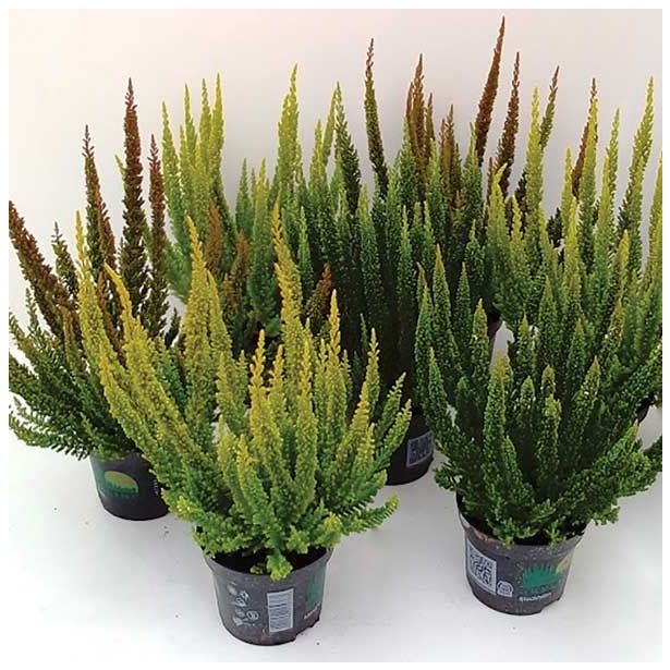 RESA CALLUNA VULGARIS MIX L10.5