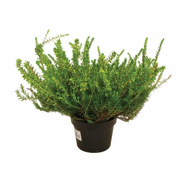 RESA ERICA DARLEYENSIS