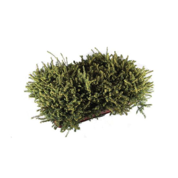 RESA ERICA DARLEYENSIS