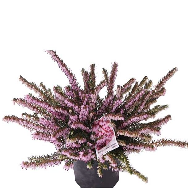 RESA ERICA DARLEYENSIS DARLEY DALE