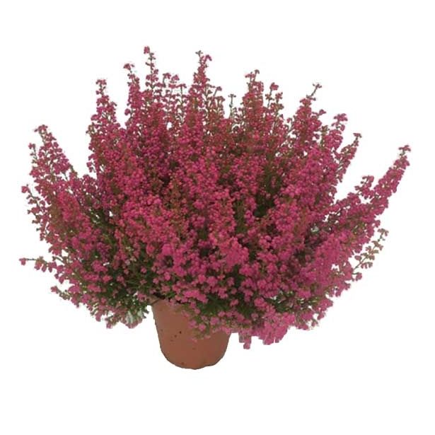 RESA ERICA GRACILIS BEAUTY QUEENS