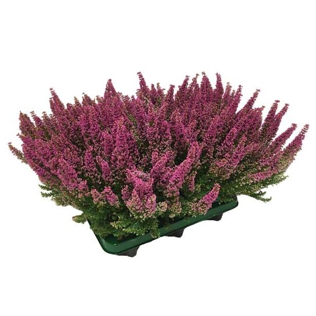 RESA ERICA GRACILIS BEAUTY QUEENS