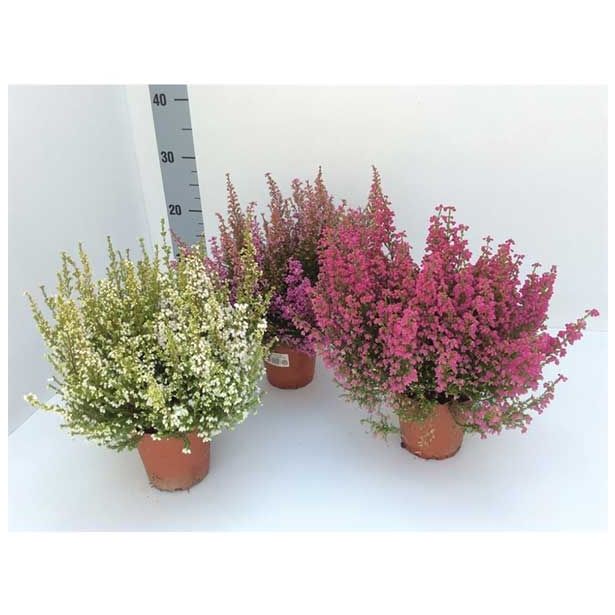 RESA ERICA GRACILIS BEAUTY QUEENS