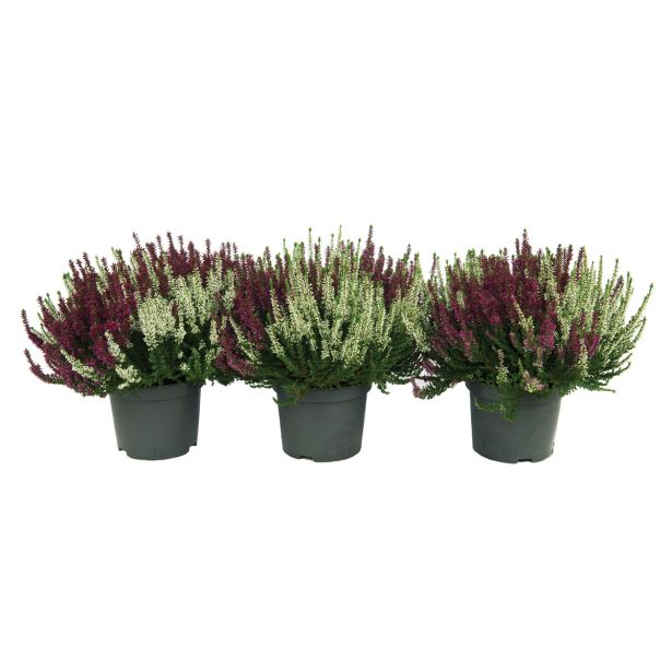 RESA JESENSKA RESA C.V.BEAUTY LADY TWIN