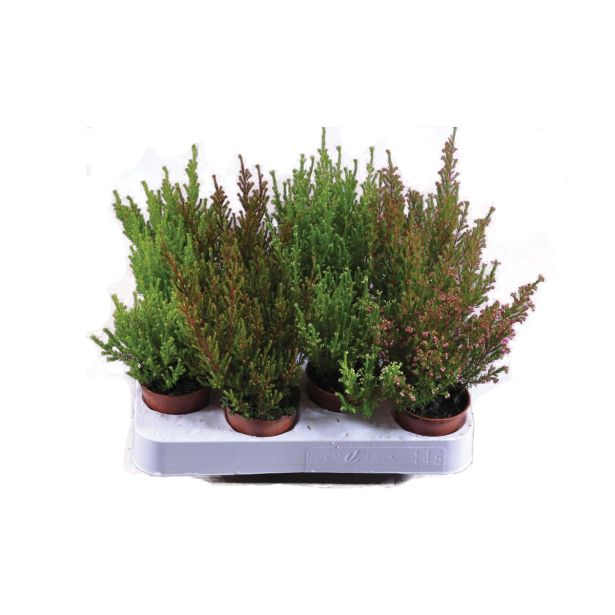 RESA JESENSKA RESA ERICA GRACILIS