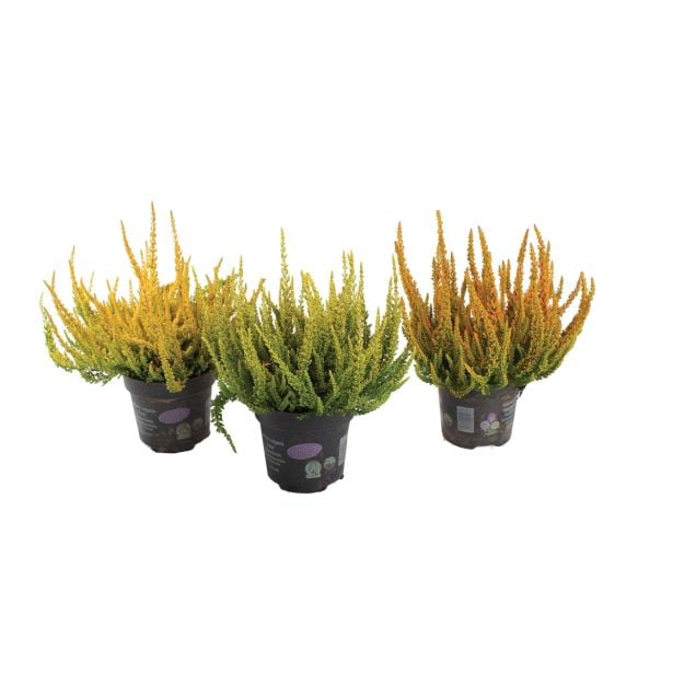 RESA JESENSKA RESA SUNSET