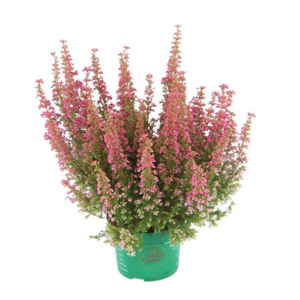 RESA OKRASNA JESENSKA RESA E.G. BEAUTY QUEENS MIX