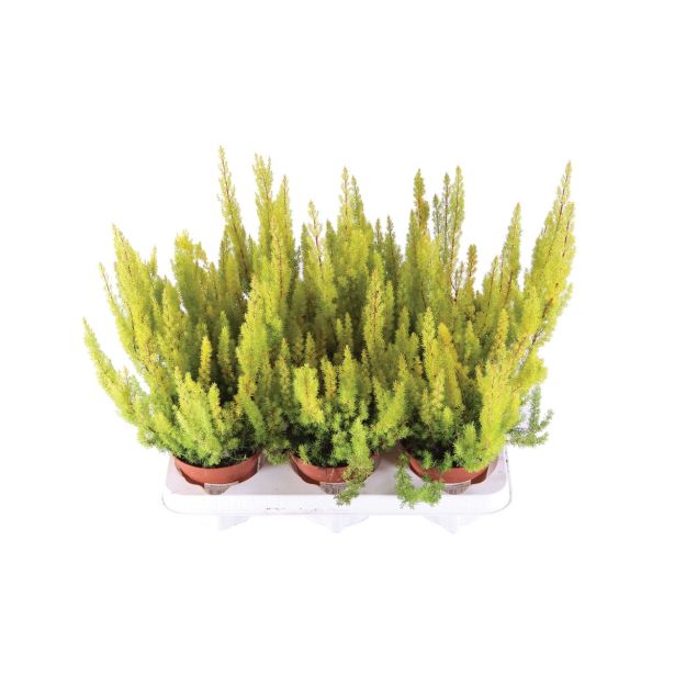 RESA POMLADANSKA RESA ARBOREA ALBERTS GOLD