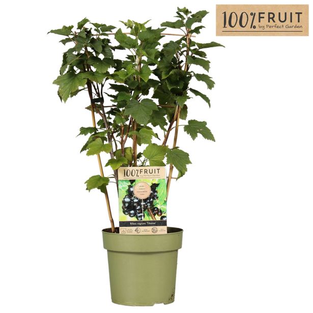 RIBEZ ČRNI TITANIA L21