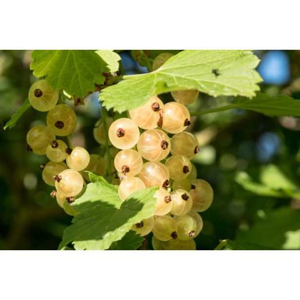 RIBEZ RIBEZ-BELI 2L RUBRUM PRIMUS L11X11