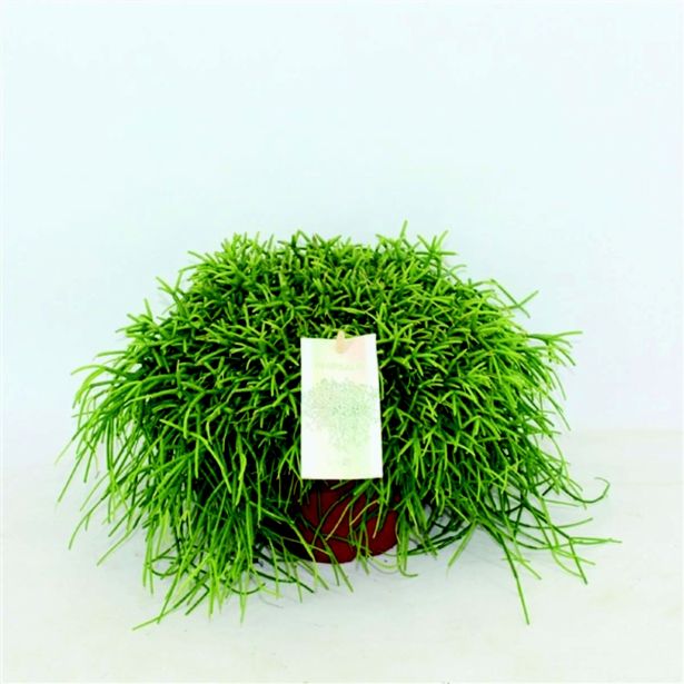 RIPSALIS CASSERA L14