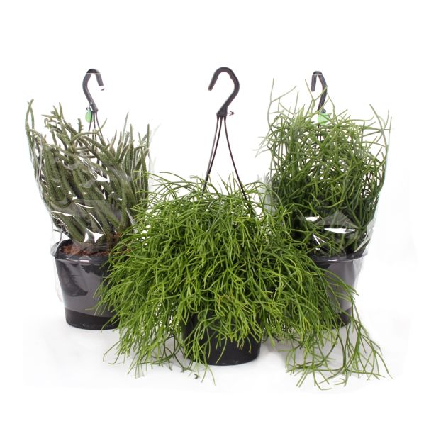 RIPSALIS MIX V OBEŠANKI L17