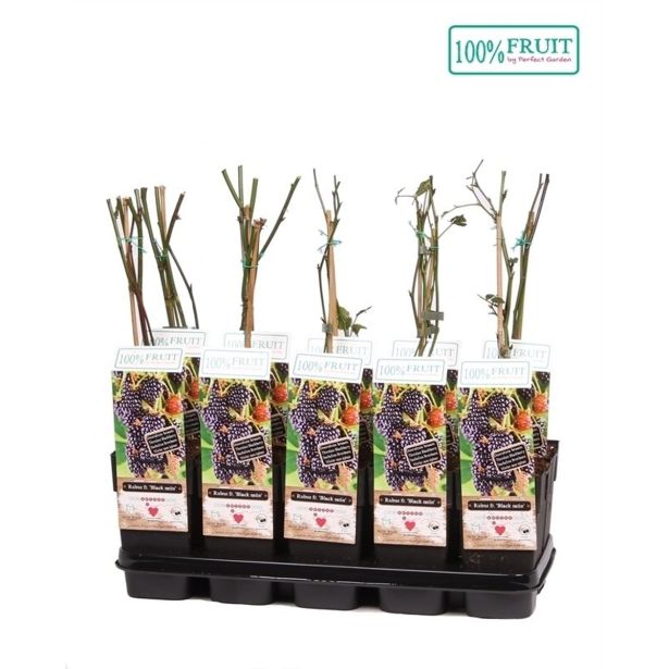 ROBIDA BLACK SATIN L15