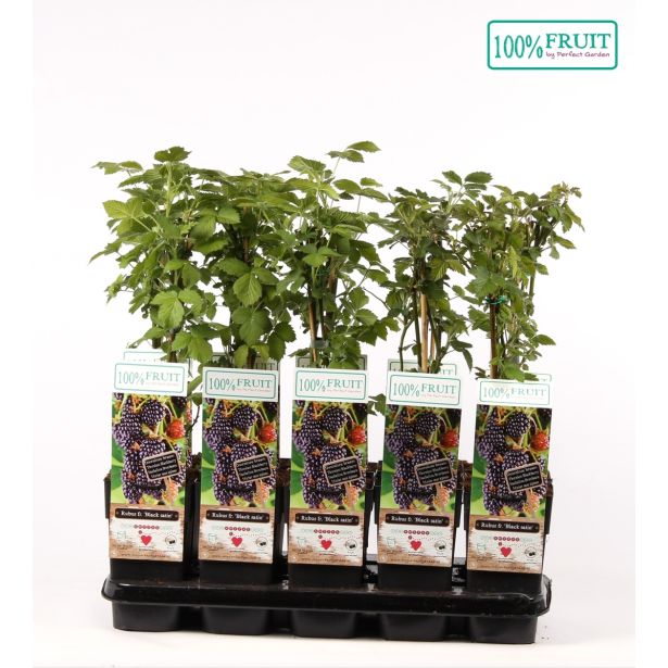 ROBIDA BLACK SATIN L15