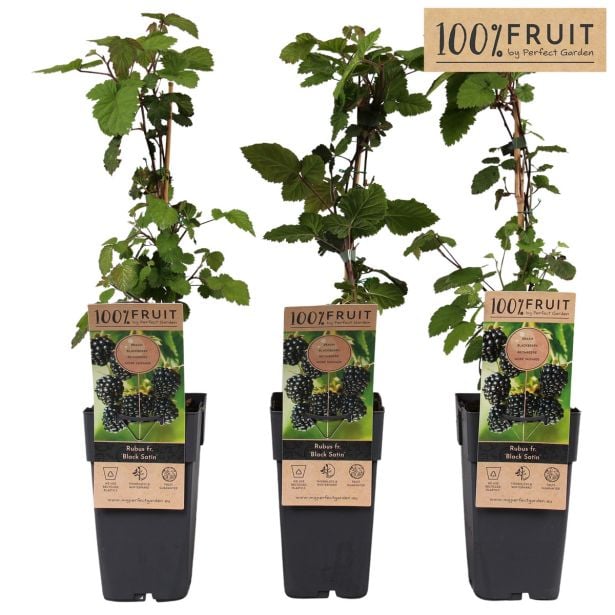 ROBIDA BLACK SATIN L15