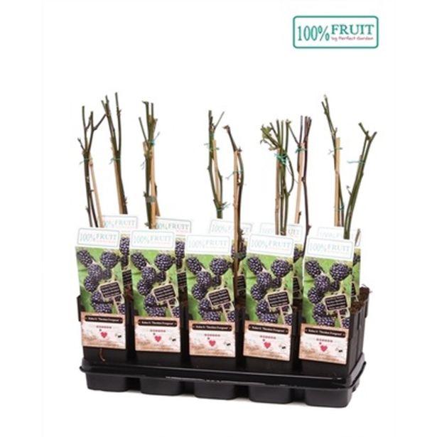 JAGODIČEVJE ROBIDA THORNLESS EVERGREEN L15