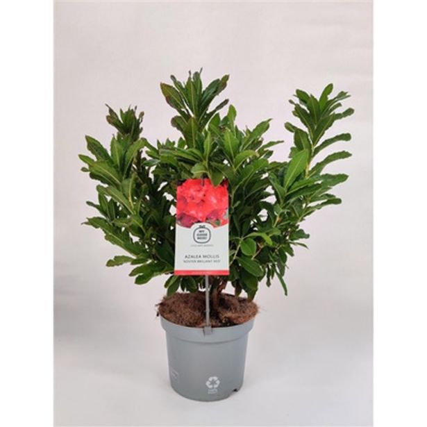 RODODENDRON ANNEKE L23