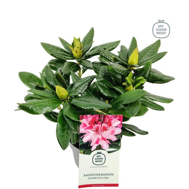 GRM RODODENDRON COSMOPOLITAN L17