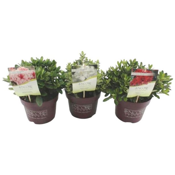 RODODENDRON EVERGREEN AZALEA MIX L19