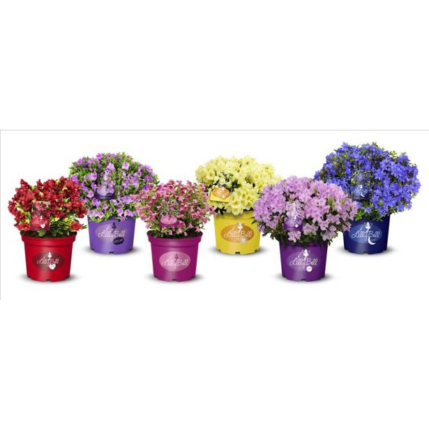 RODODENDRON LILLY BELL MIX L19