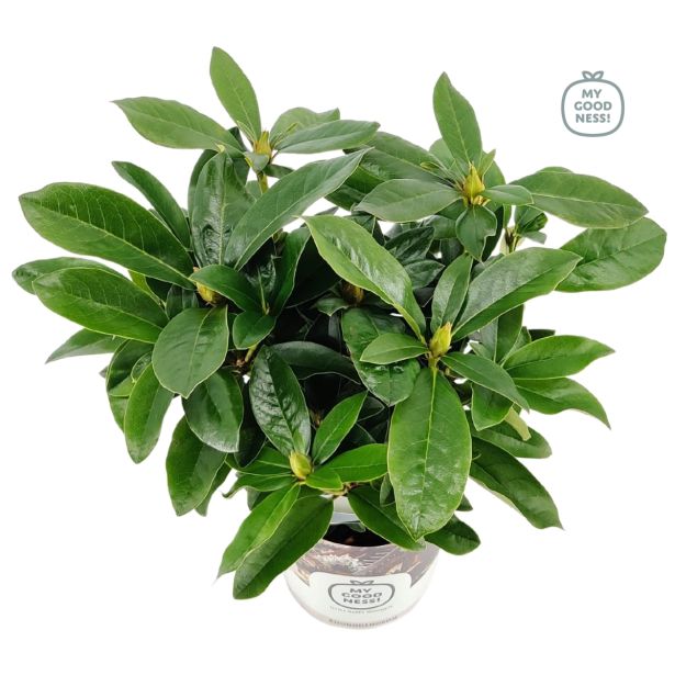 GRM RODODENDRON MADAME MASSON L17