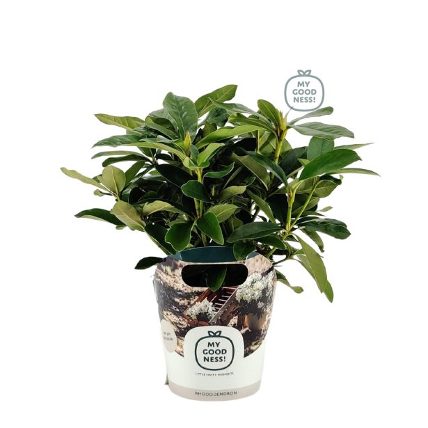 GRM RODODENDRON MADAME MASSON L17