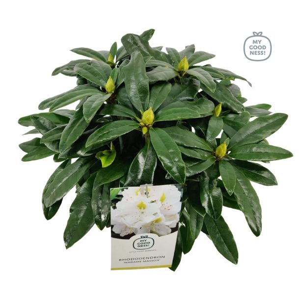 GRM RODODENDRON MADAME MASSON L17
