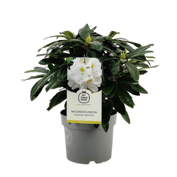 RODODENDRON MADAME MASSON L17