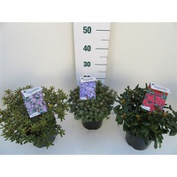 GRM RODODENDRON MIX L17