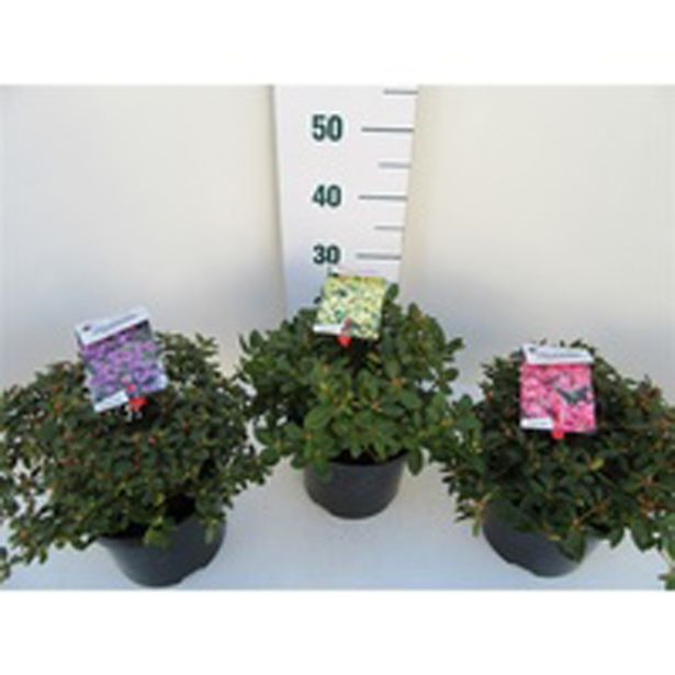 GRM RODODENDRON MIX L21