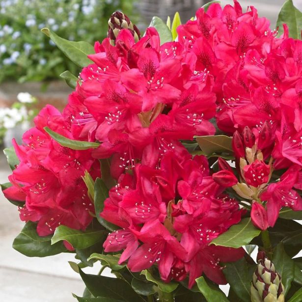 RODODENDRON MIX L5 L